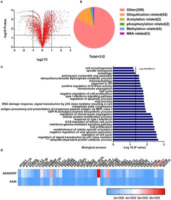 WDHD1 Leads to Cisplatin Resistance by Promoting MAPRE2 Ubiquitination in Lung Adenocarcinoma